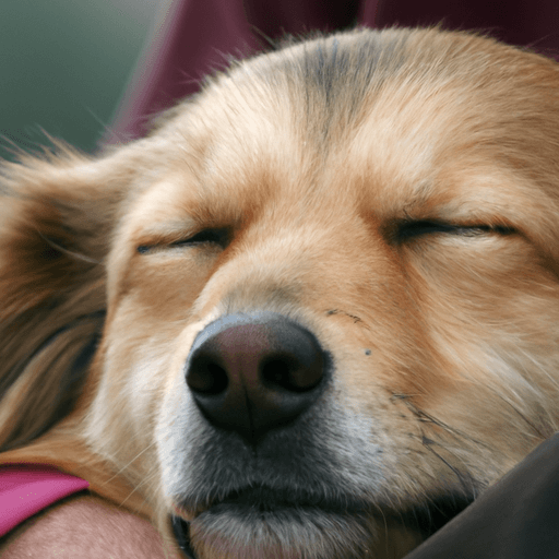 The_Benefits_of_Pet_Therapy_How_Pets_Can_Positively_Impact_Human_Health_and_WellBeing