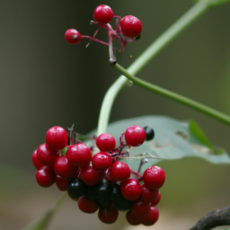 float_The_Art_of_Foraging_Exploring_the_Benefits_of_Wild_Foods